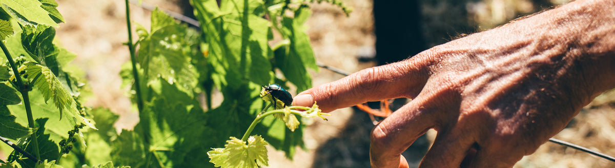 Eine Hand zeigt auf einen großen schwarzen Käfer, der auf einem Weinblatt sitzt
