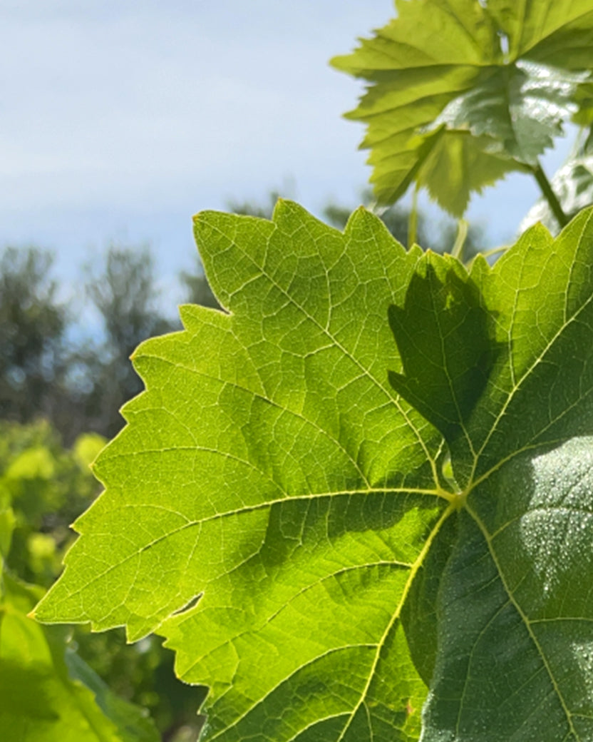 Weinblatt im Weingarten der Familie Kontogiannis bei Korinth